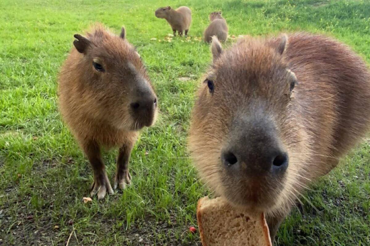 Erlebnis mit Capybaras | Živalski vrt Sikaluzoo